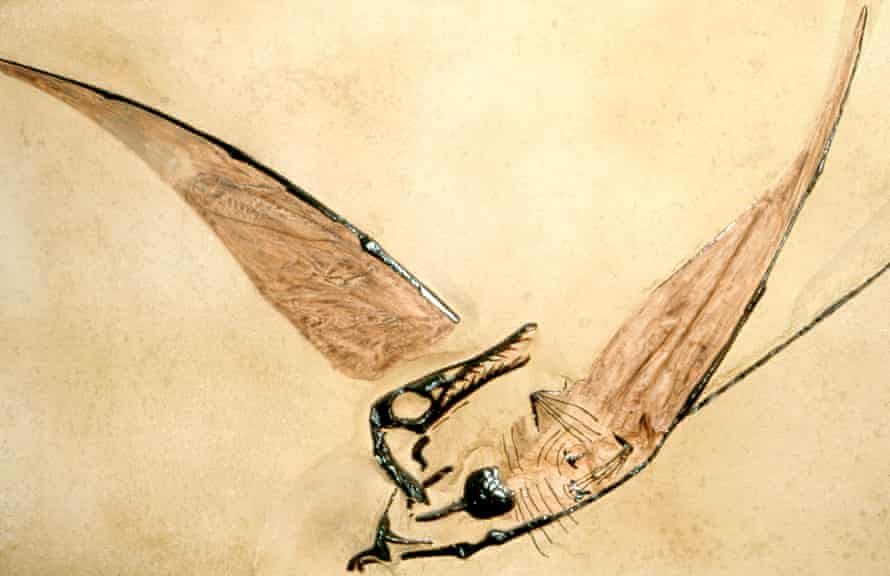 Fossil von Flugsauriern aus dem Jura.