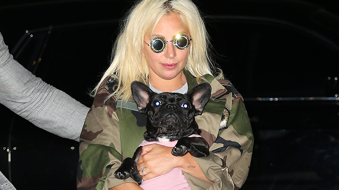 Photo of Verdacht, dass Lady Gagas Hundeausführer versehentlich aus dem Gefängnis entlassen wurde