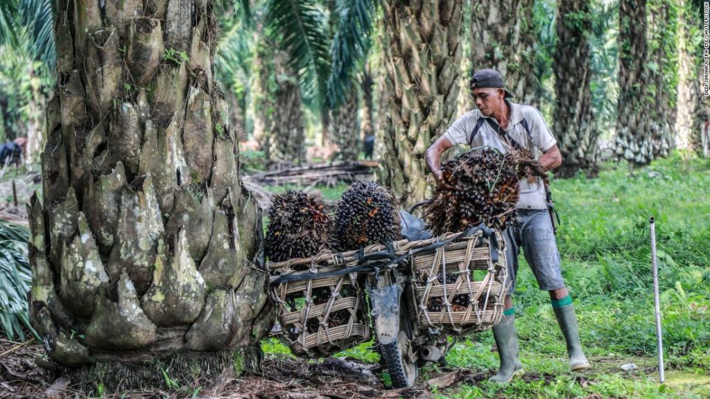 Palmöl: Das Exportverbot Indonesiens könnte zu höheren Preisen führen