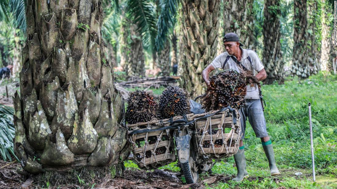 Photo of Palmöl: Das Exportverbot Indonesiens könnte zu höheren Preisen führen