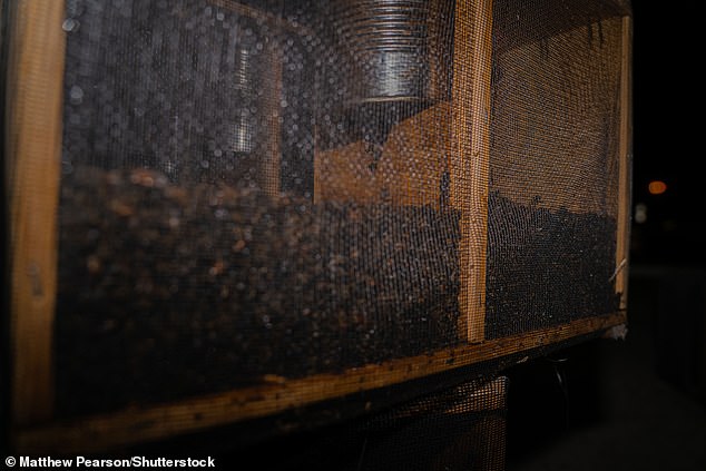 Ein Bienenkäfig, der am Hartsfield-Jackson-Flughafen von Atlanta verhungerte, nachdem er eine Frachtkiste in der heißen Sonne stehen gelassen hatte