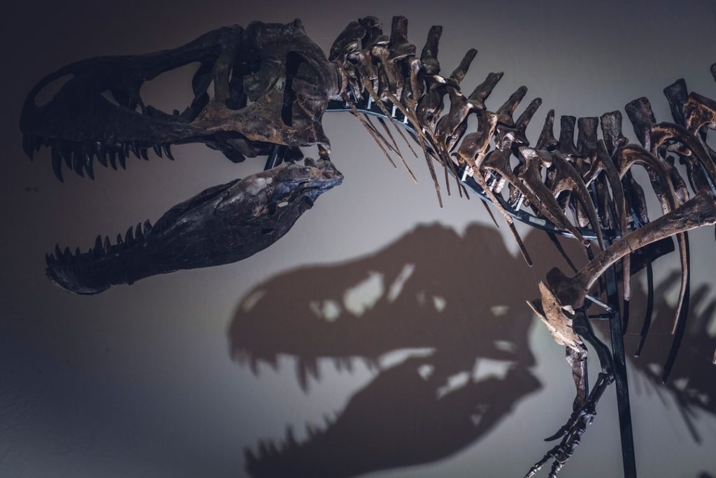 Berkeley, ein Paläontologe an der University of California, stellt eine neue Theorie auf, warum T. Rexes so kleine Waffen hatten