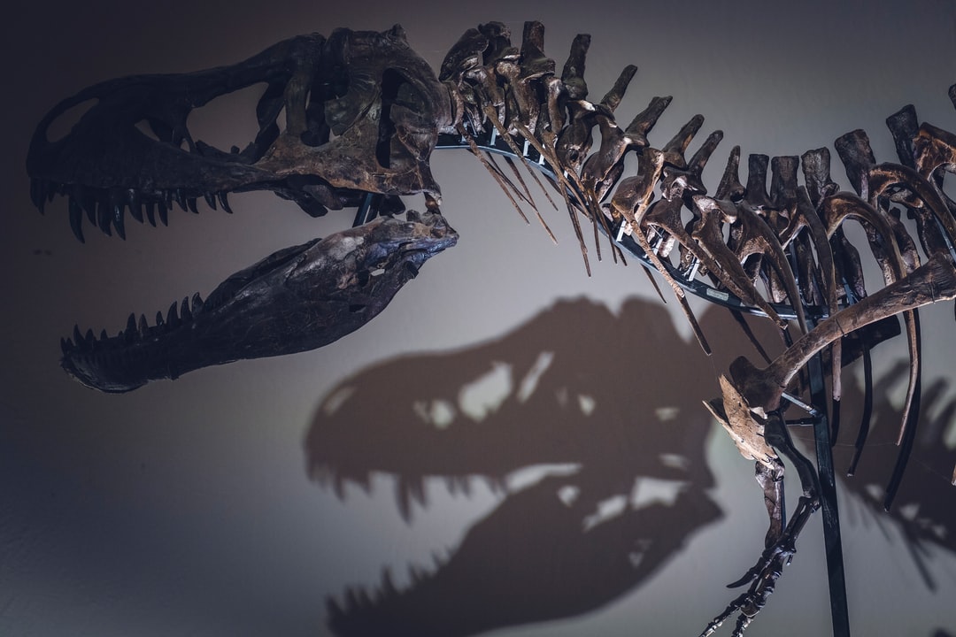 Photo of Berkeley, ein Paläontologe an der University of California, stellt eine neue Theorie auf, warum T. Rexes so kleine Waffen hatten