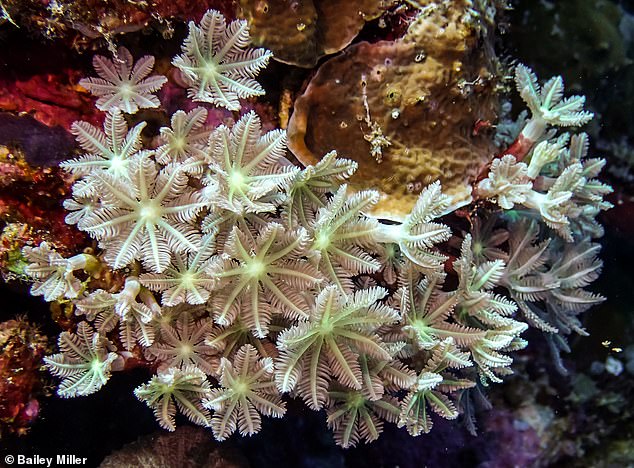 Photo of Kann Meereskoralle zur Behandlung von Krebs eingesetzt werden?  Wissenschaftler entdecken „Heiligen Gral“-Chemikalie in Weichkorallen