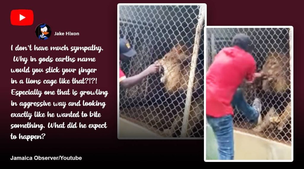 Von der Kamera gefilmt: Besucher beobachten im Zoo von Jamaica einen geschockten Löwen, der einem Mann in den Finger beißt