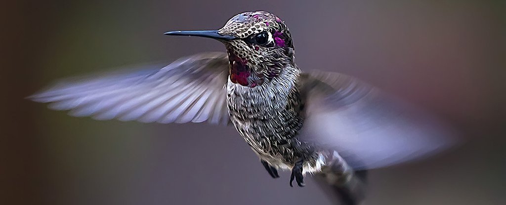 Wissenschaftler nehmen Kolibris mit auf einen Berg, um zu sehen, was der Klimawandel mit ihnen machen wird