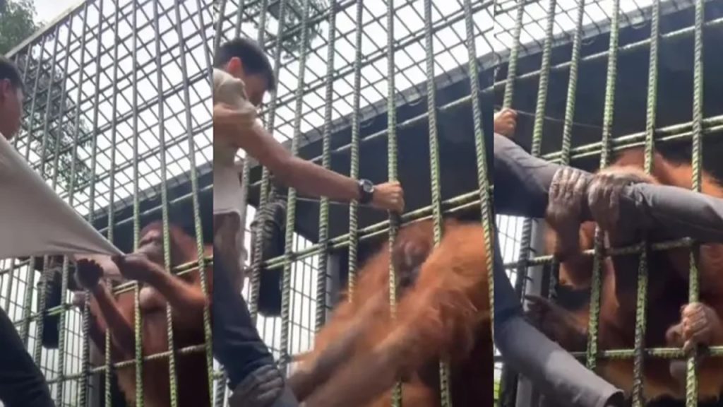 Ein virales Video zeigt einen Orang-Utan, der einen Besucher durch einen Zookäfig hält und sich weigert, ihn loszulassen