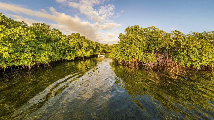 Das größte Bakterium der Welt im karibischen Mangrovensumpf entdeckt