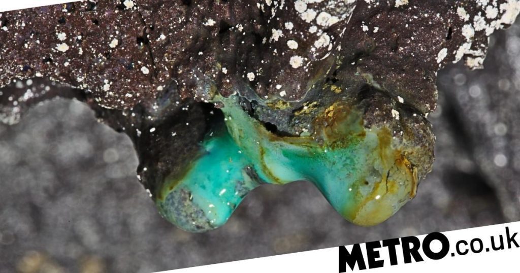 Mysteriöse Lebensformen wurden vor Jahrhunderten in Hawaiis Lavahöhlen entdeckt