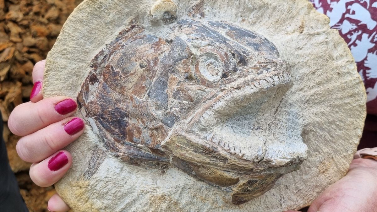 Photo of „So etwas habe ich noch nie gesehen“: Fischfossilien aus der Jurazeit, die auf einer britischen Farm gefunden wurden