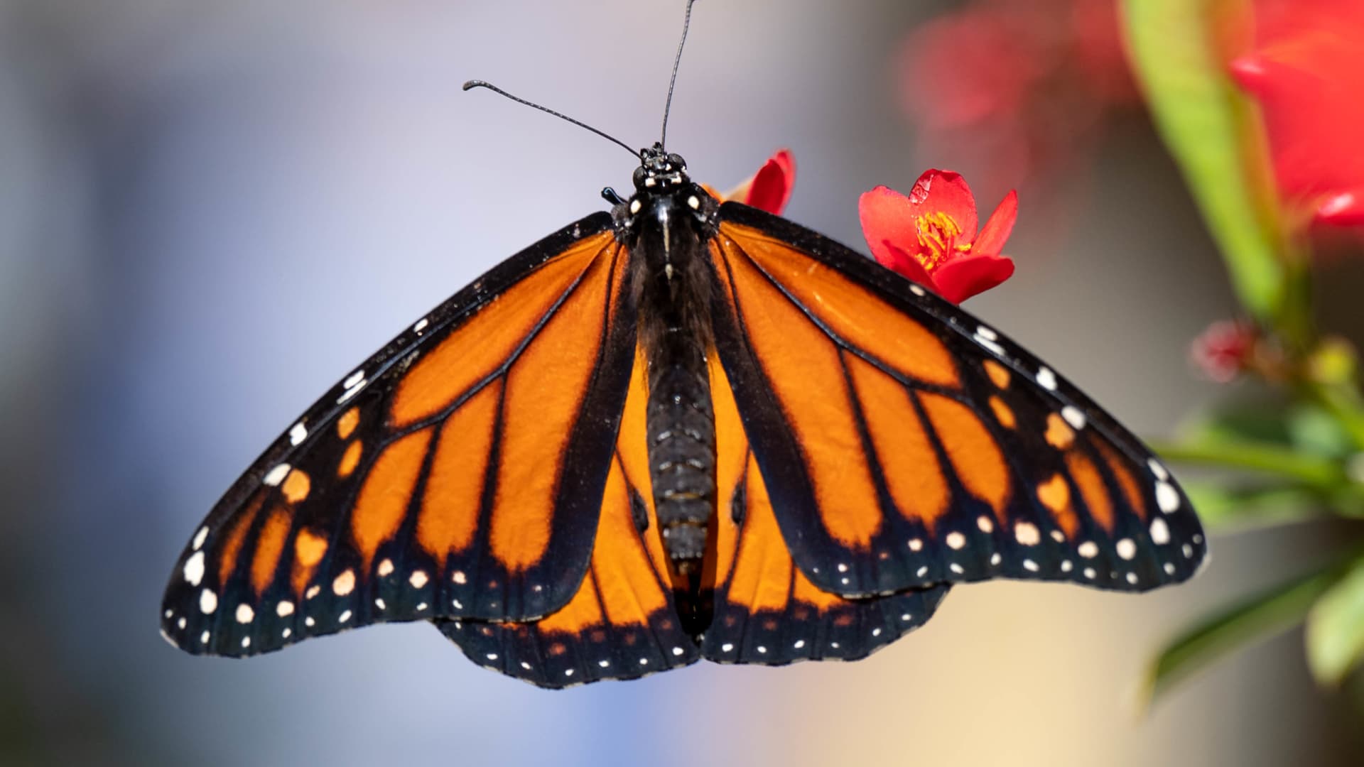 Photo of Der Monarchfalter wurde in die Rote Liste der bedrohten Arten der Weltnaturschutzunion aufgenommen