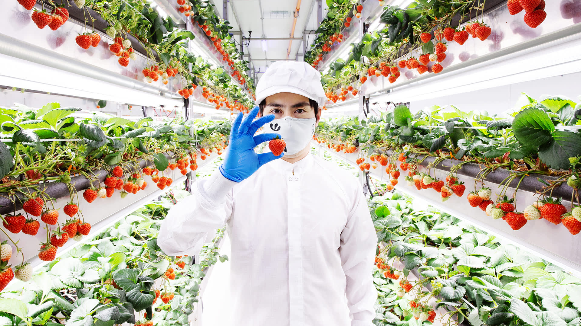 Wie Oishii Vertical Farms Erdbeeren anbaut, die für 20 $ pro Karton verkauft werden