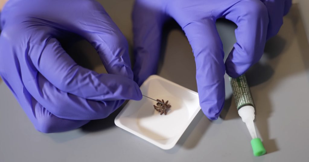 Wissenschaftler erwecken tote Spinnen als Krallenroboter wieder zum Leben