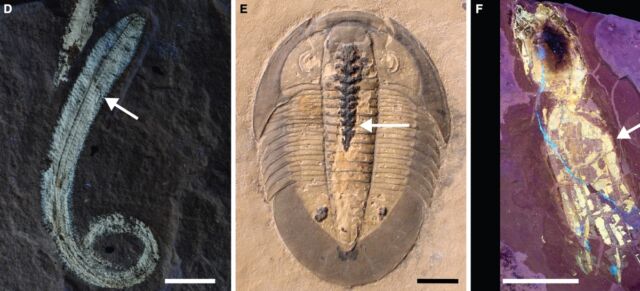 Weitere Beispiele für phosphatidylares Weichgewebe in Fossilien: (d) das Phosphatidylcholinester-Polychord;  (e) Trilobiten mit Phospholipiden im Darmtrakt;  und (f) Oktopus-Vampyropode unter UV-Licht, um Phospholipidgewebe zu zeigen.