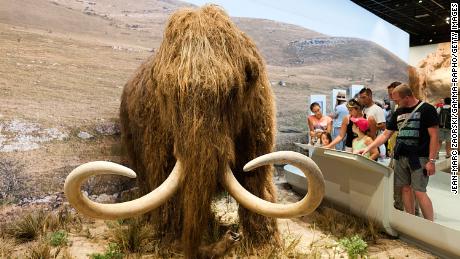Wissenschaftler wollen das Wollmammut wiederbeleben.  Sie haben gerade 15 Millionen Dollar bekommen, um es zu verwirklichen 