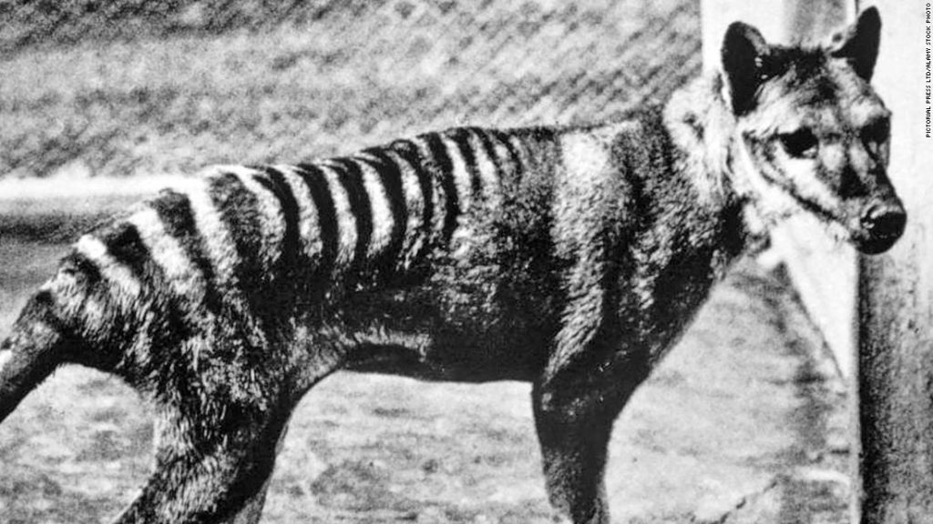 Der Tasmanische Tiger kann vor dem Aussterben wiederbelebt werden