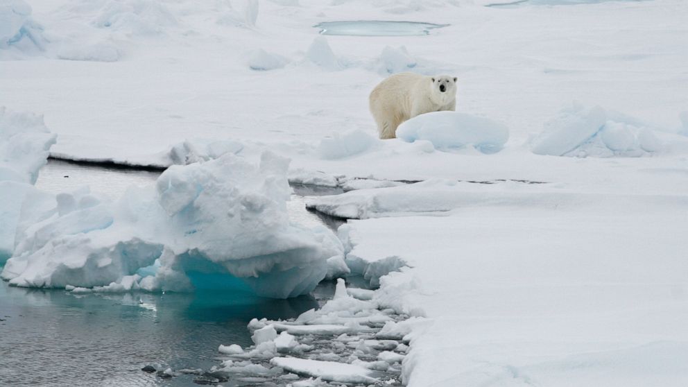 Auf der norwegischen Insel Spitzbergen wurde eine Frau von einem Eisbären verletzt