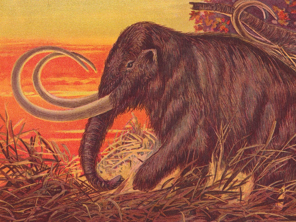 Photo of Das wollige Mammut ist zurück.  Sollen wir sie essen?