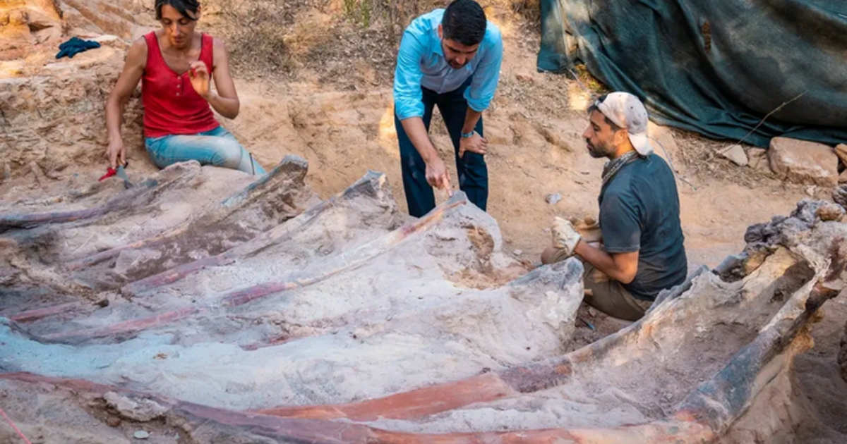 Photo of Ein 82 Fuß langes Dinosaurierskelett wurde im Hinterhof eines Mannes in Portugal gefunden.  Es könnte das bisher größte in Europa werden.