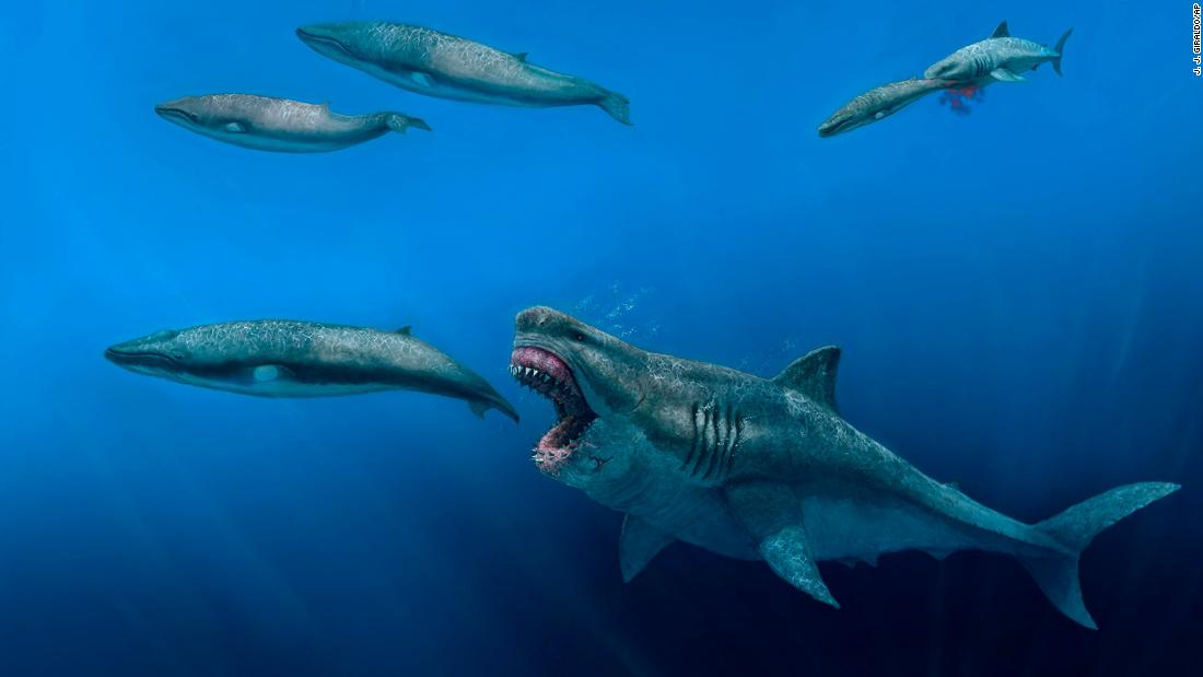 Photo of Wissenschaftler sagen, dass das ausgestorbene Super-Raubtier Megalodon groß genug war, um Orcas zu fressen