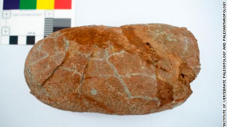Das Bild zeigt ein versteinertes Ei von Macroolithus yaotunensis, das im Rahmen der Forschung untersucht wurde. 