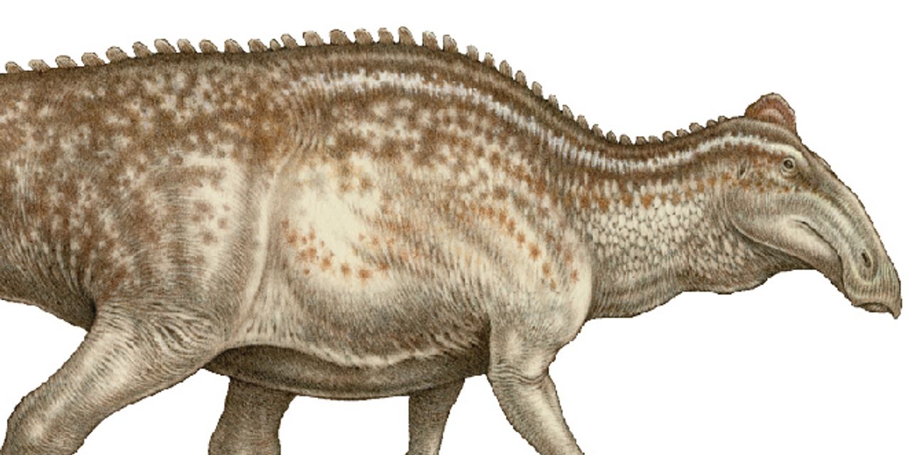 Photo of Die vernarbte Dinosaurier-Mumie weist darauf hin, dass solche Fossilien nicht sehr selten sind