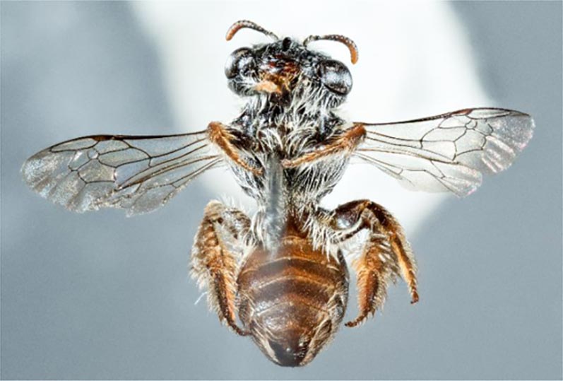 Photo of Entdecken Sie seltsame Bienenarten mit einer hundeähnlichen Schnauze