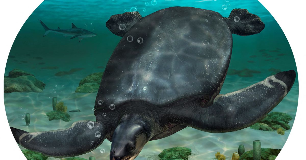 Photo of Fossilien einer autogroßen Meeresschildkröte aus der Zeit der Dinosaurier wurden in Spanien entdeckt