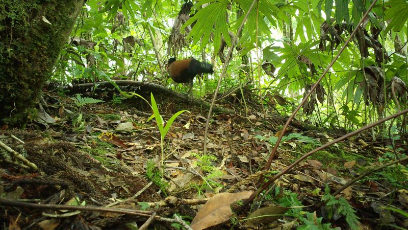 Eine lange verschollene Taubenart, die in Papua-Neuguinea „wiederentdeckt“ wurde